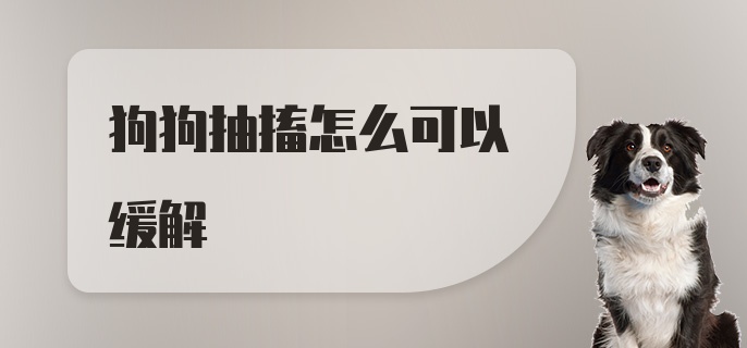 狗狗抽搐怎么可以缓解