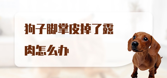 狗子脚掌皮掉了露肉怎么办