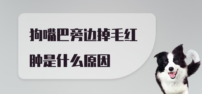 狗嘴巴旁边掉毛红肿是什么原因