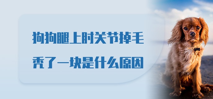 狗狗腿上肘关节掉毛秃了一块是什么原因