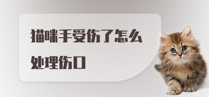 猫咪手受伤了怎么处理伤口