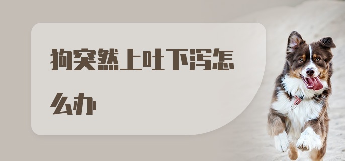 狗突然上吐下泻怎么办