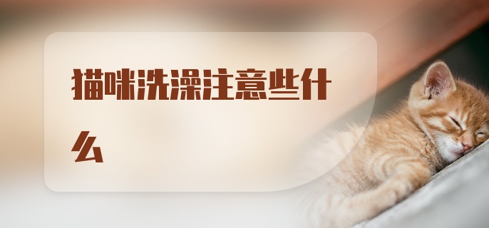 猫咪洗澡注意些什么