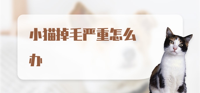 小猫掉毛严重怎么办