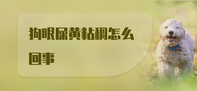 狗眼屎黄粘稠怎么回事