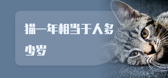 猫一年相当于人多少岁