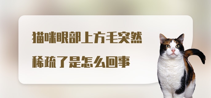 猫咪眼部上方毛突然稀疏了是怎么回事