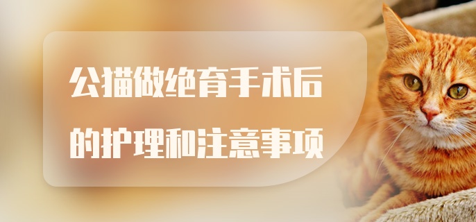 公猫做绝育手术后的护理和注意事项