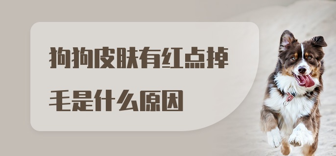 狗狗皮肤有红点掉毛是什么原因