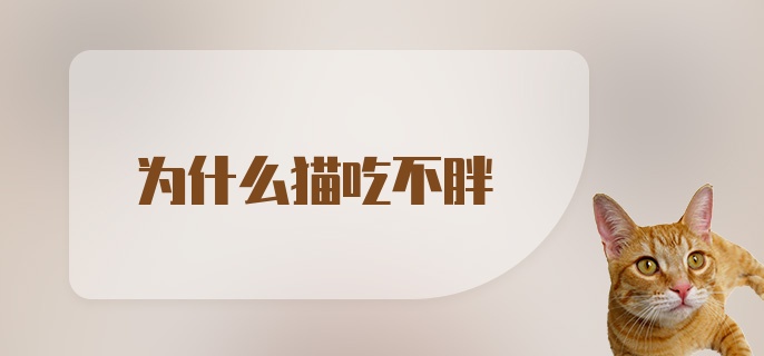 为什么猫吃不胖