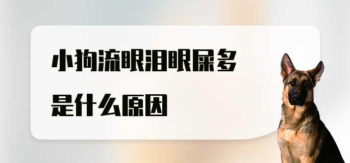 小狗流眼泪眼屎多是什么原因