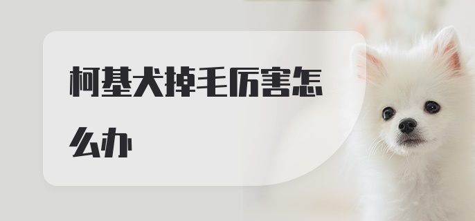 柯基犬掉毛厉害怎么办