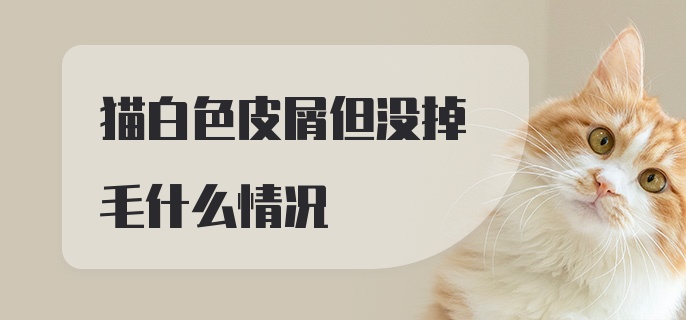 猫白色皮屑但没掉毛什么情况