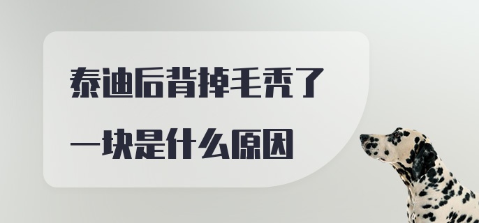 泰迪后背掉毛秃了一块是什么原因