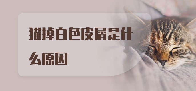 猫掉白色皮屑是什么原因