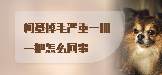 柯基掉毛严重一抓一把怎么回事