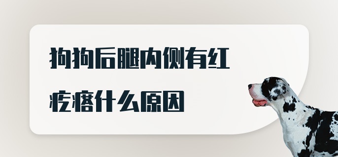 狗狗后腿内侧有红疙瘩什么原因