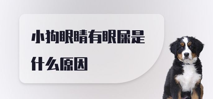 小狗眼睛有眼屎是什么原因