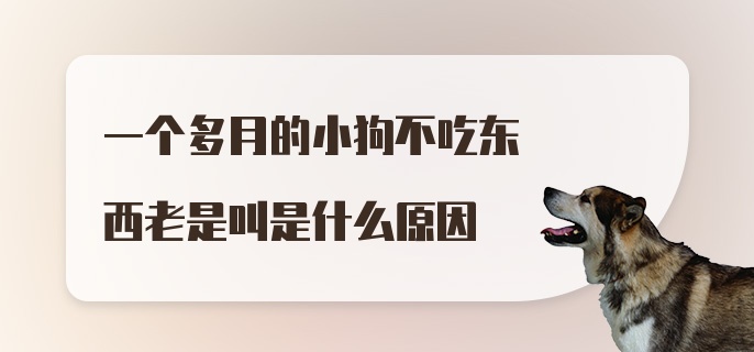 一个多月的小狗不吃东西老是叫是什么原因