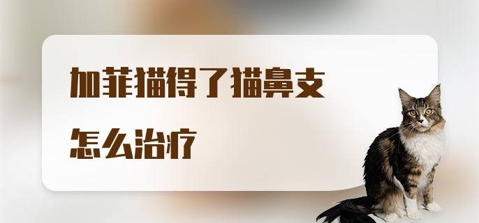 加菲猫得了猫鼻支怎么治疗