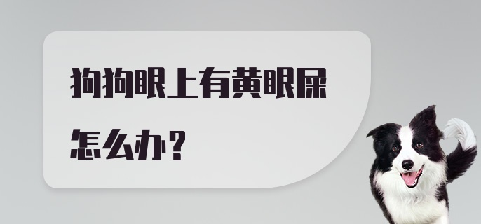 狗狗眼上有黄眼屎怎么办?