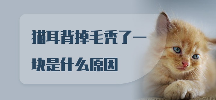 猫耳背掉毛秃了一块是什么原因