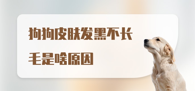 狗狗皮肤发黑不长毛是啥原因