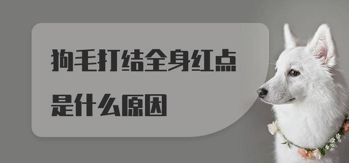 狗毛打结全身红点是什么原因