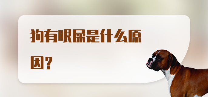 狗有眼屎是什么原因?