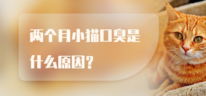 两个月小猫口臭是什么原因？