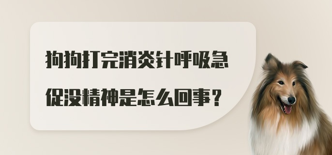 狗狗打完消炎针呼吸急促没精神是怎么回事?