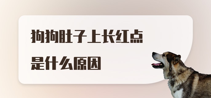 狗狗肚子上长红点是什么原因