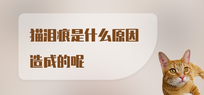 猫泪痕是什么原因造成的呢