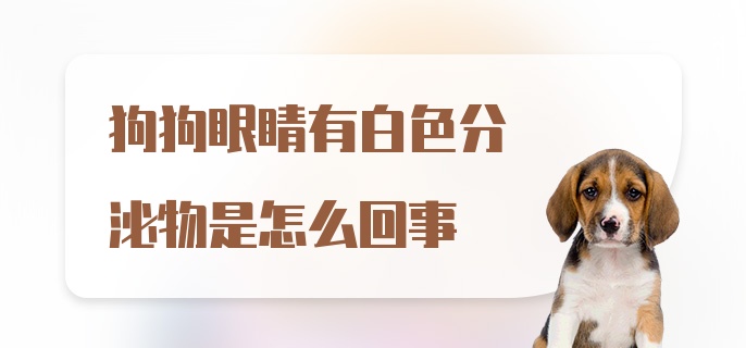 狗狗眼睛有白色分泌物是怎么回事