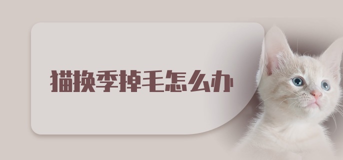 猫换季掉毛怎么办