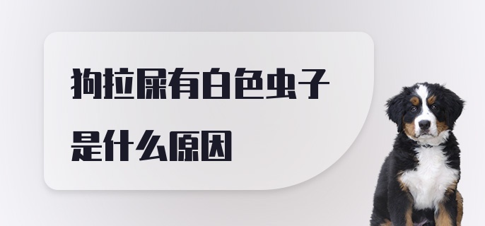 狗拉屎有白色虫子是什么原因