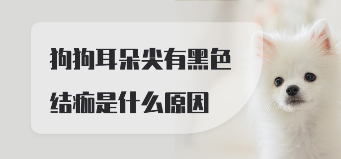 狗狗耳朵尖有黑色结痂是什么原因