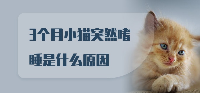 3个月小猫突然嗜睡是什么原因