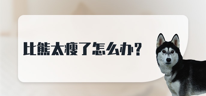 比熊太瘦了怎么办？