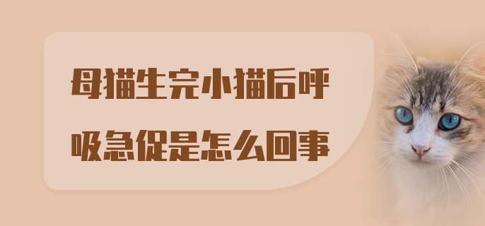 母猫生完小猫后呼吸急促是怎么回事