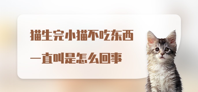 猫生完小猫不吃东西一直叫是怎么回事