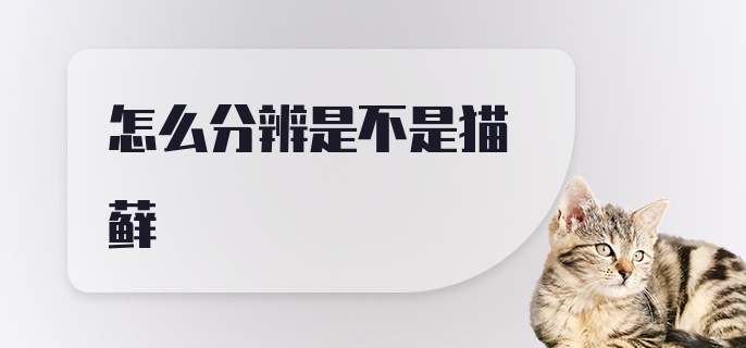 怎么分辨是不是猫藓