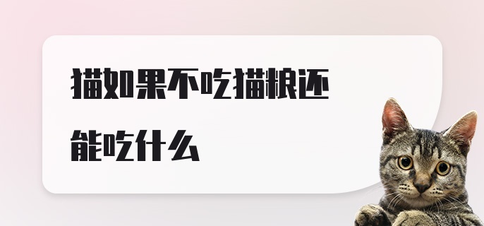 猫如果不吃猫粮还能吃什么