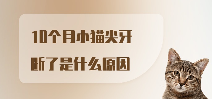 10个月小猫尖牙断了是什么原因