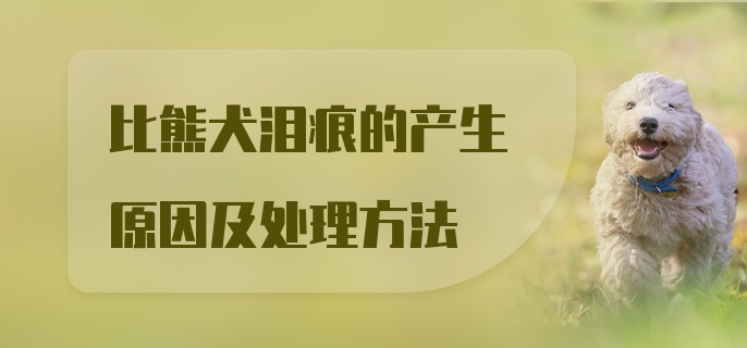 比熊犬泪痕的产生原因及处理方法