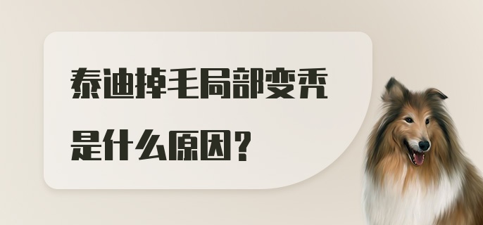 泰迪掉毛局部变秃是什么原因？