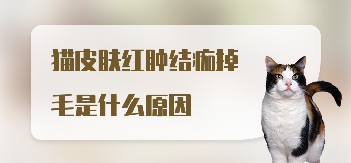 猫皮肤红肿结痂掉毛是什么原因