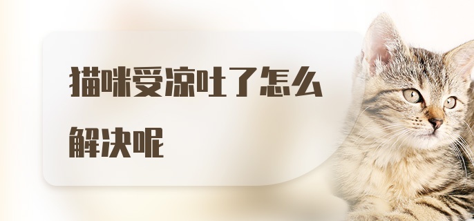 猫咪受凉吐了怎么解决呢