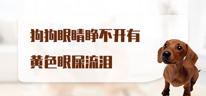 狗狗眼睛睁不开有黄色眼屎流泪该怎么办