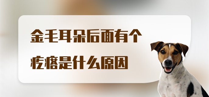 金毛耳朵后面有个疙瘩是什么原因